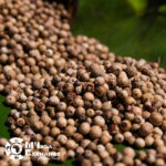 White/black Cameroonian pepper